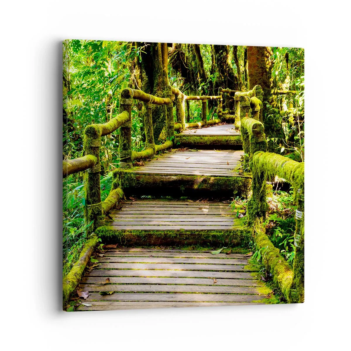 Quadro em tela - Corredor de vegetação - 40x40 cm