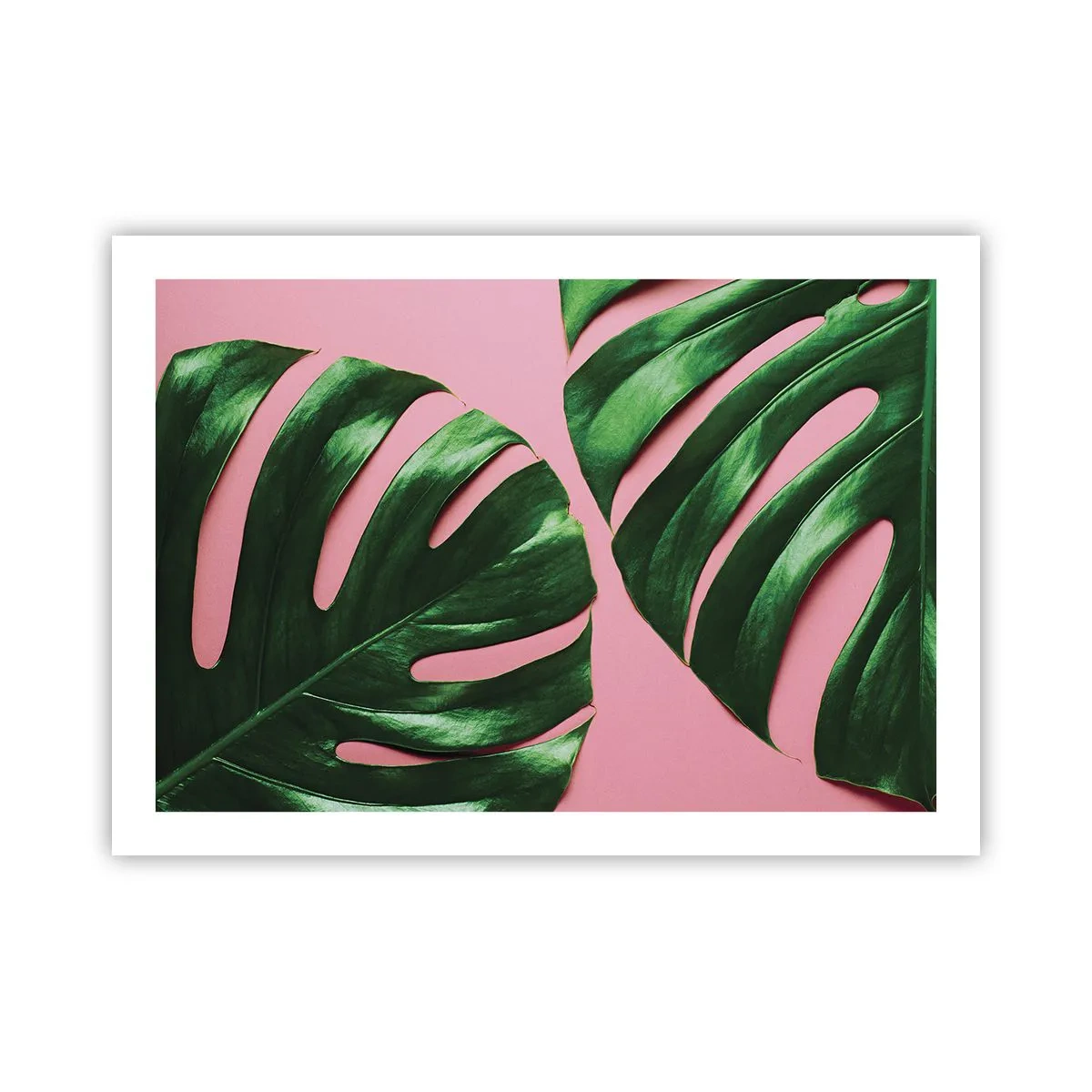 Pôster - Encontro verde - 70x50 cm