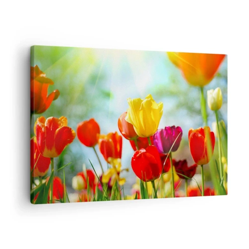 Quadro em tela - Tulipas coloridas ao sol - 70x50cm - Todas as cores do sol - Decoração de parede moderna para a sala de estar e quarto ARTTOR