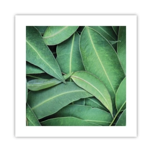 Pôster - Suculentas e frescas - 40x40 cm