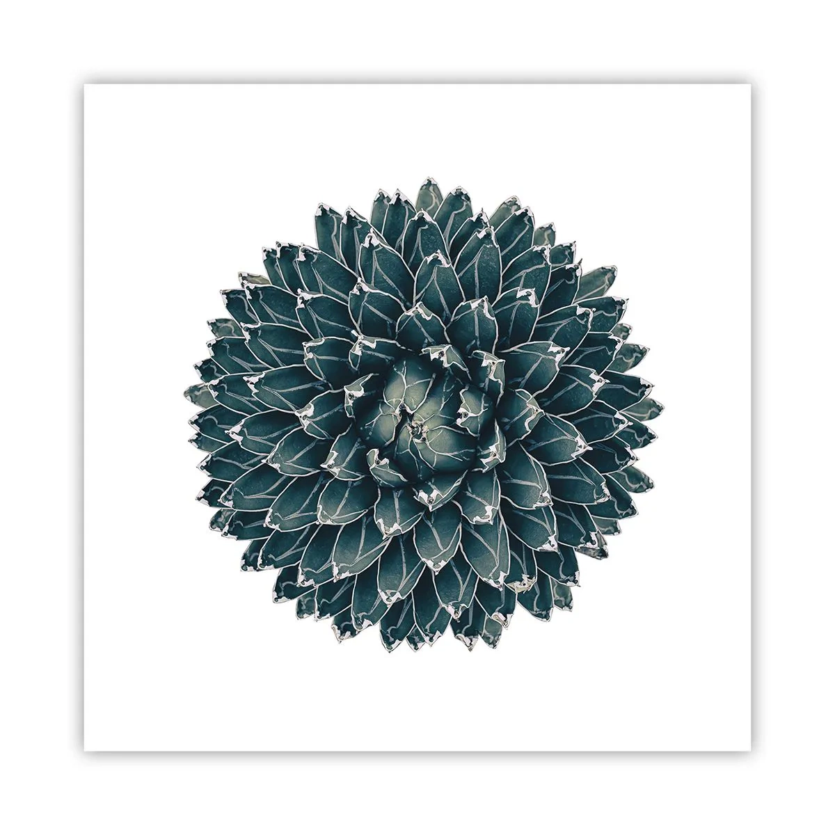 Pôster - Estrela do Deserto - 60x60 cm
