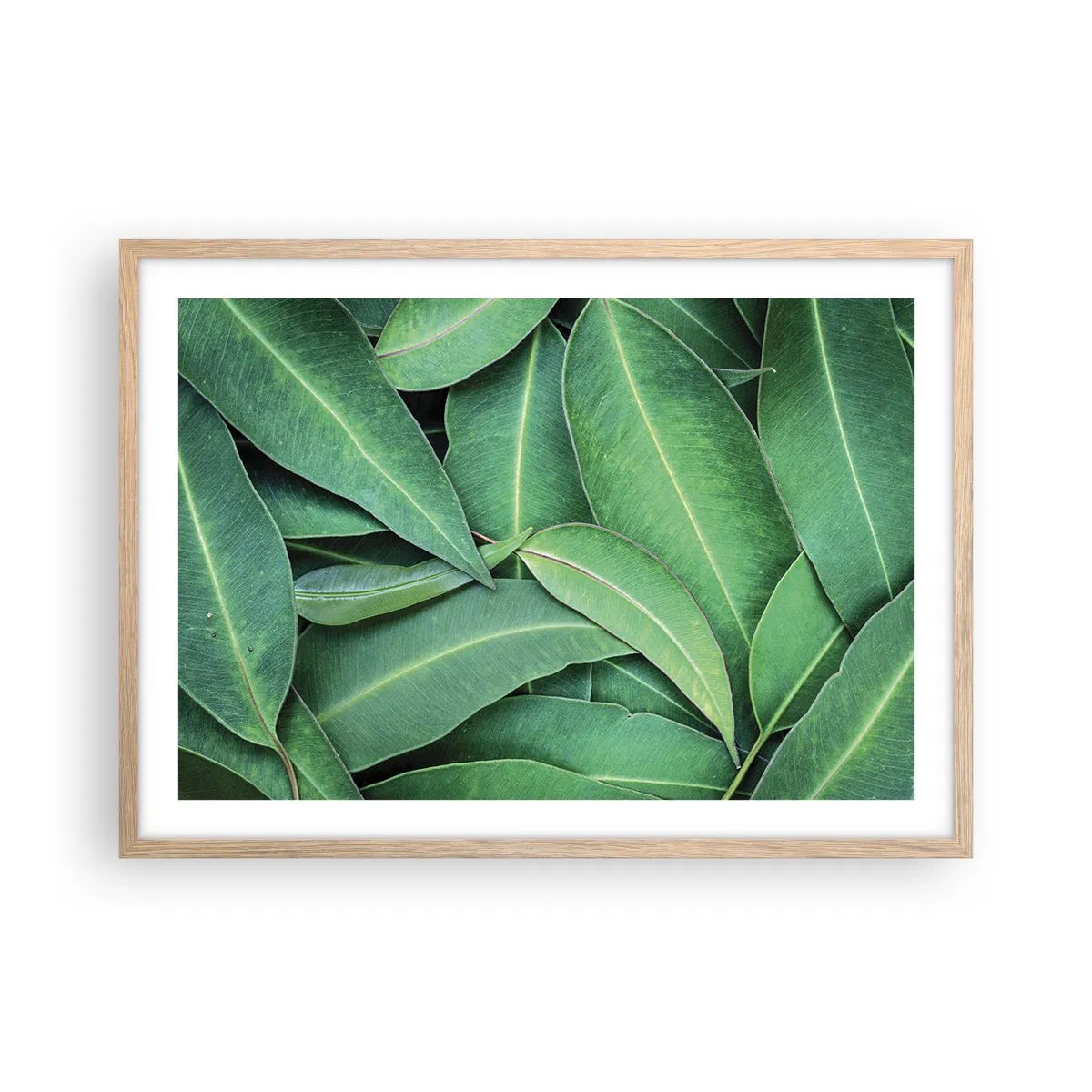 Pôster com moldura de carvalho claro - Suculentas e frescas - 70x50 cm
