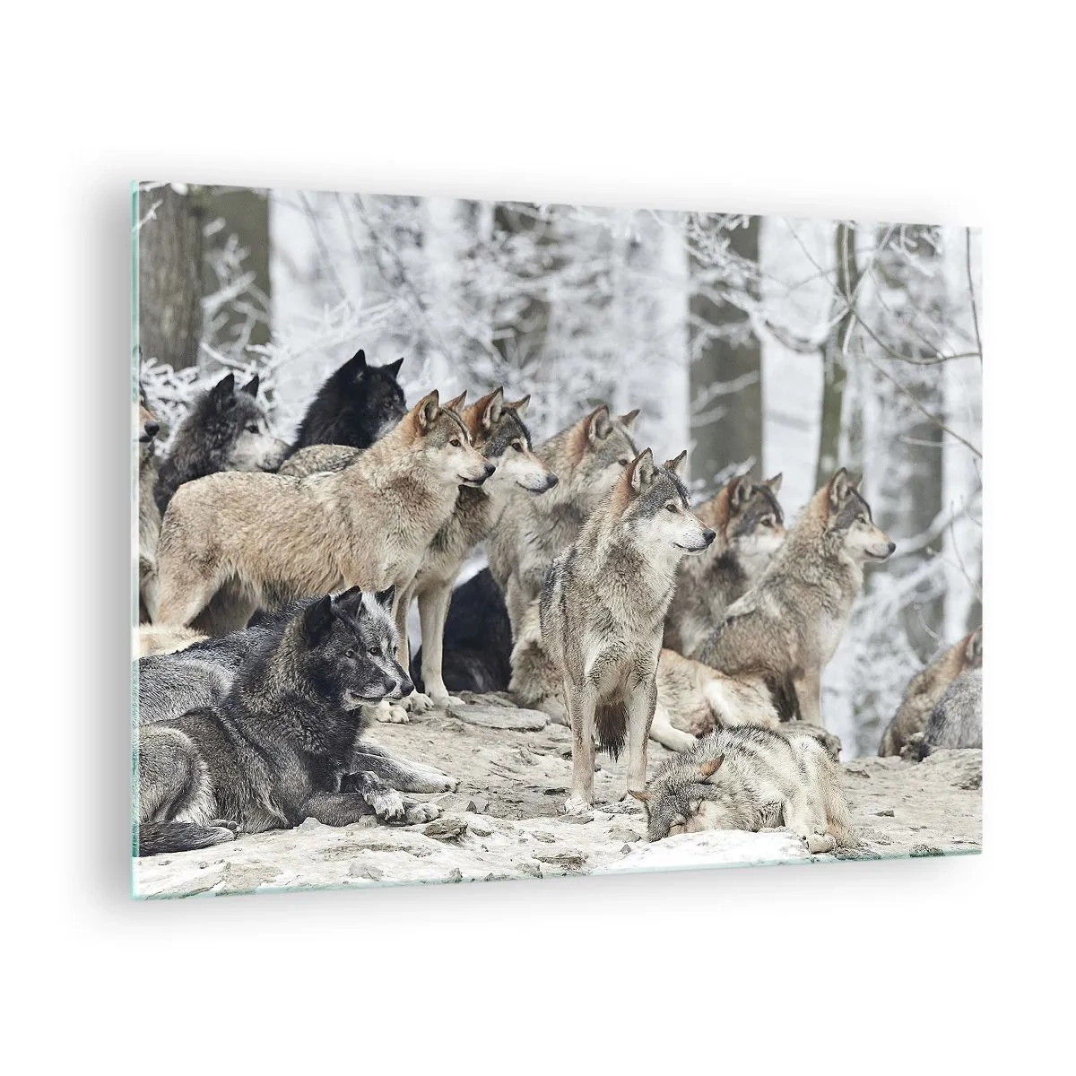 Quadro em vidro - Uma matilha de lobos na floresta de inverno - 70x50cm - Família e amigos - Decoração de parede moderna para a sala de estar e quarto ARTTOR