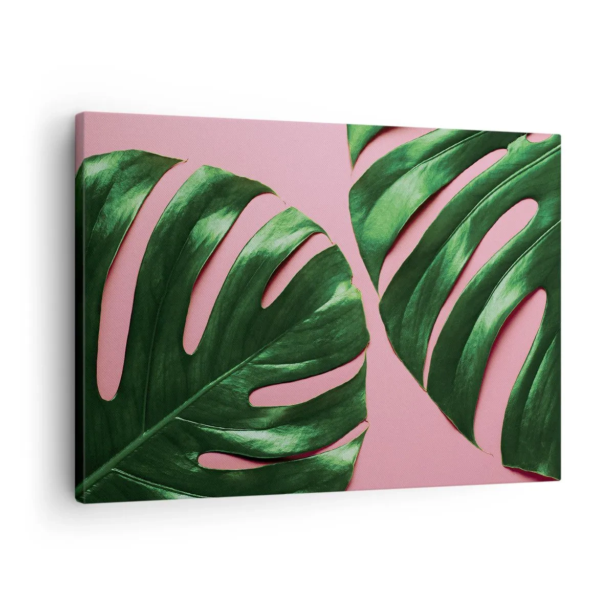 Quadro em tela - Folhas verdes de monstera em um fundo rosa - 70x50cm - Encontro verde - Decoração de parede moderna para a sala de estar e quarto ARTTOR
