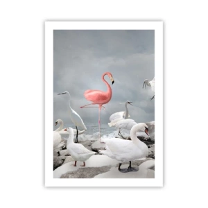 Pôster - Como vim parar aqui? - 50x70 cm