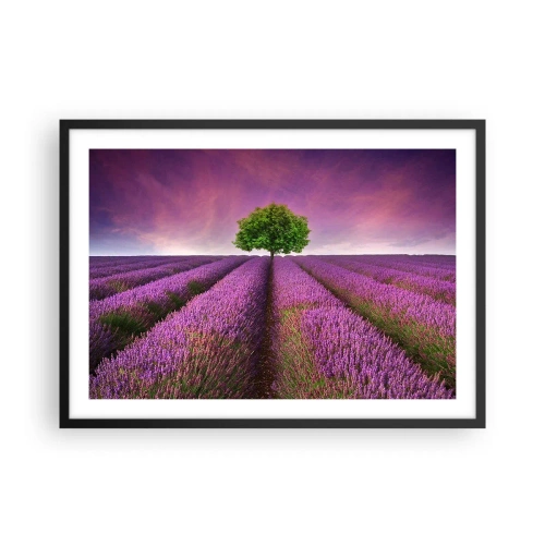 Pôster com moldura preta - Nos campos de lavanda - 70x50 cm