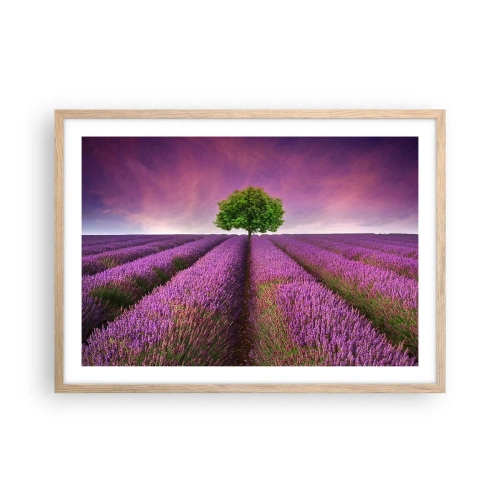Pôster com moldura de carvalho claro - Nos campos de lavanda - 70x50 cm