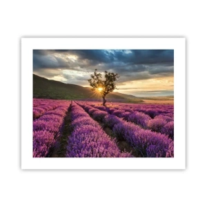 Pôster - Aroma lilás - 50x40 cm