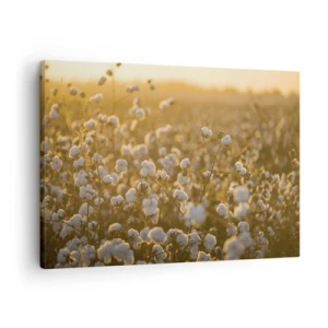 Quadro em tela - Um campo de algodão sob a luz quente do pôr do sol - 70x50cm - Campo macio - Decoração de parede moderna para a sala de estar e quarto ARTTOR