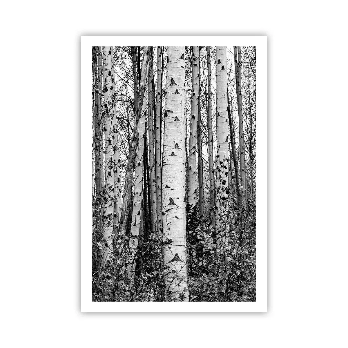 Pôster - Colunata de bétula - 61x91 cm