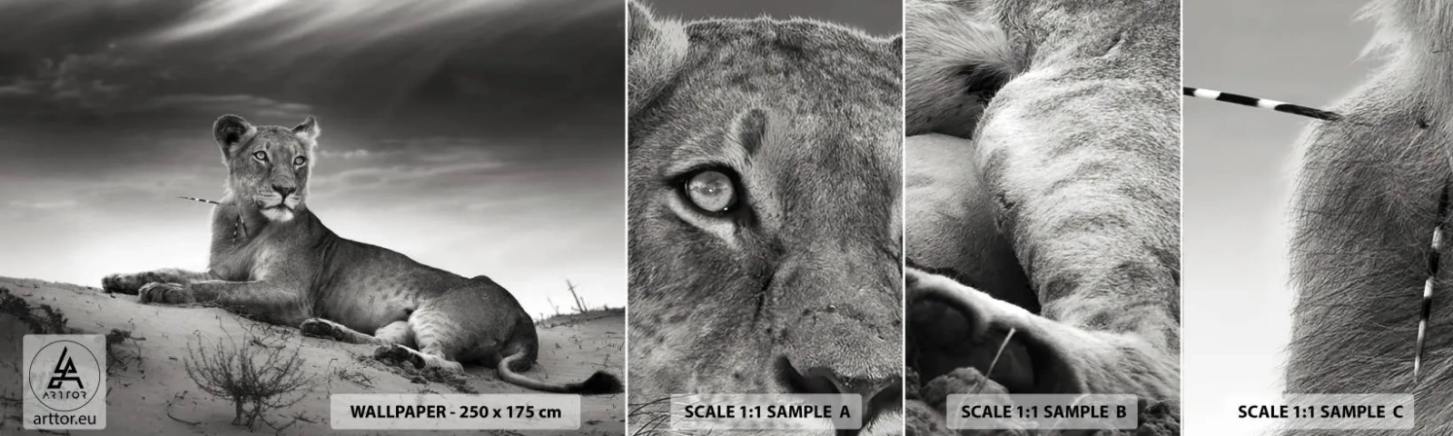 Amostra de Papel de Parede Standard Eco - Descanso da Rainha do Deserto - Animais, Leão, Deserto - 100x30 cm