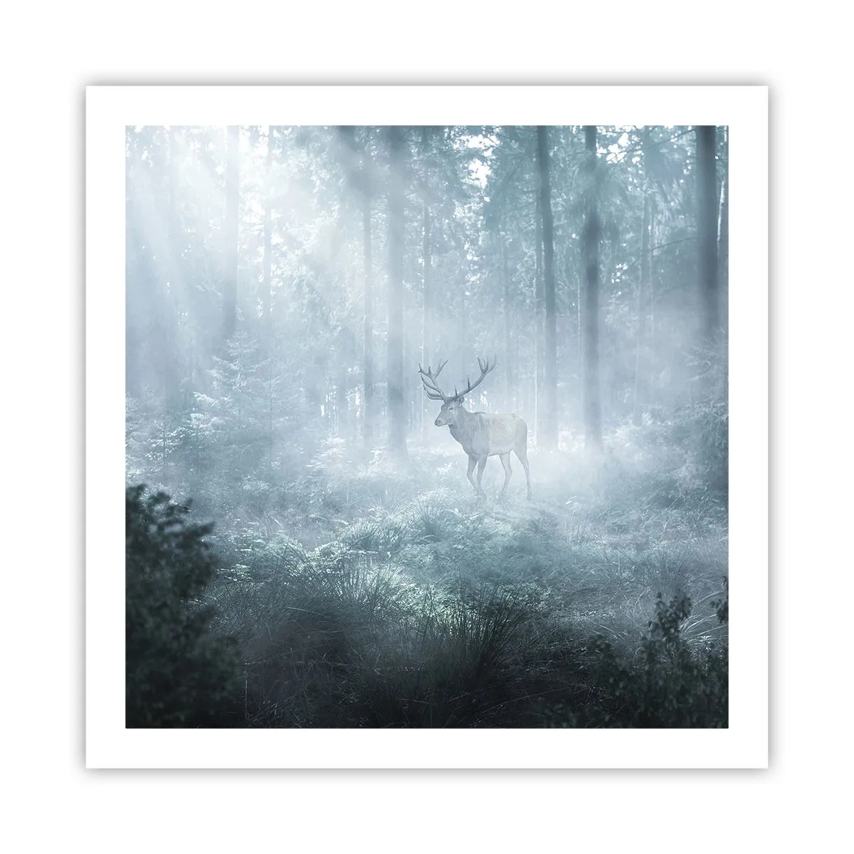 Pôster - Passeio matinal à volta da propriedade - 60x60 cm