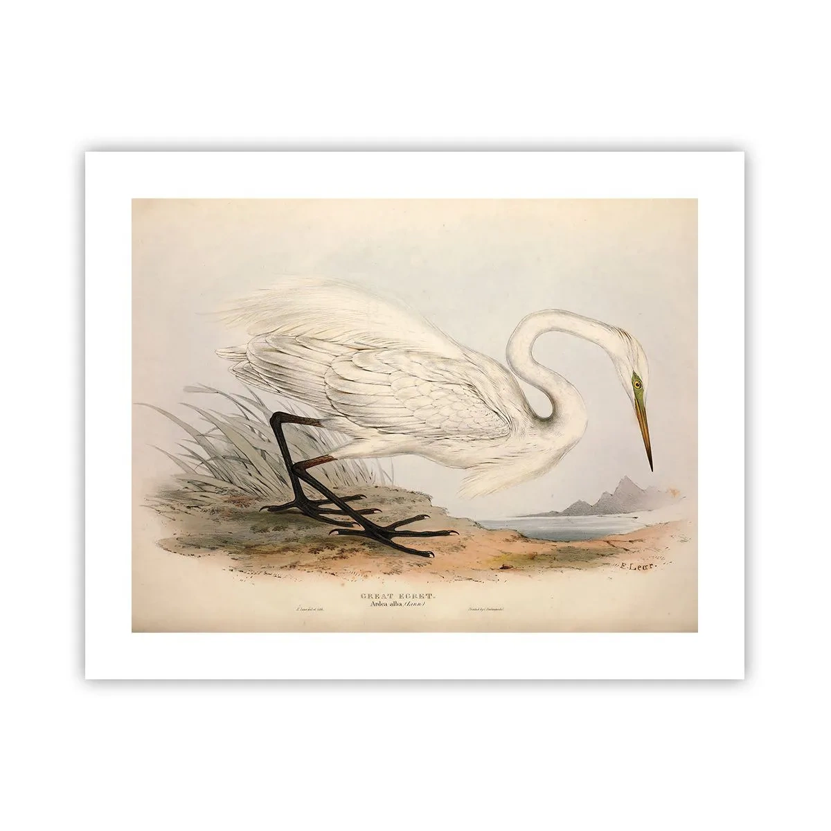 Pôster - A senhora nos juncos - 50x40 cm