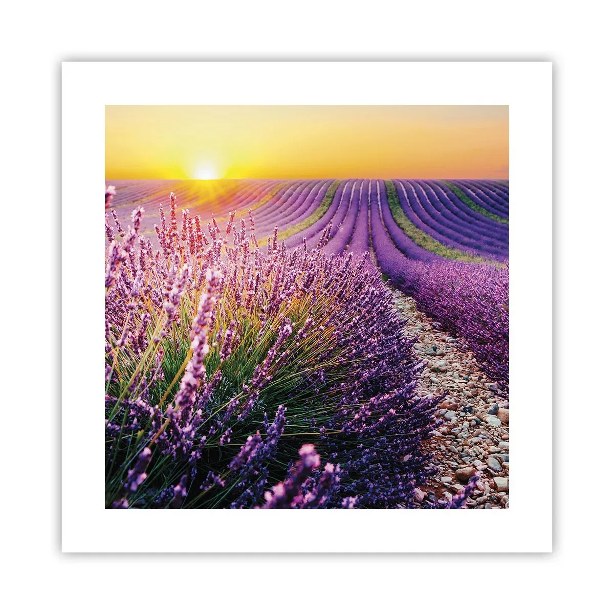 Pôster - Prado perfumado - 40x40 cm