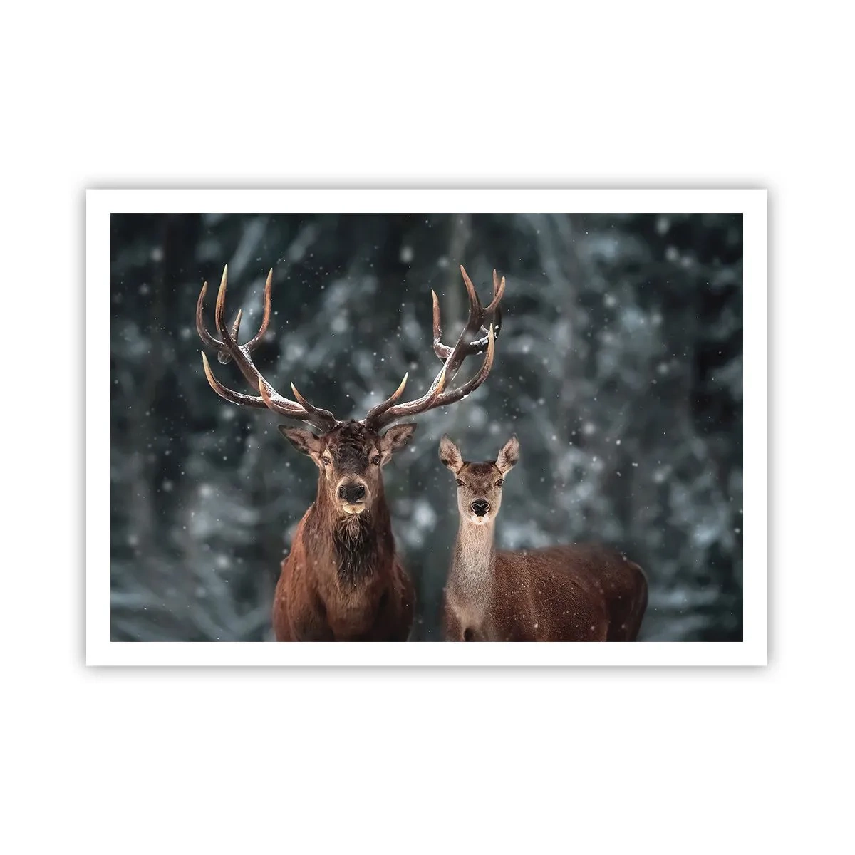 Pôster - O senhor da floresta com sua esposa - 100x70 cm