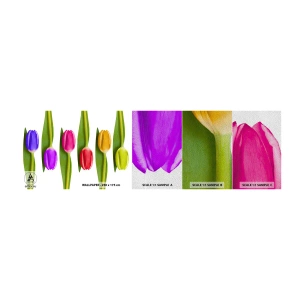 Amostra de papel de parede Premium Sand - Composição arco-íris - Flores, Tulipas, Natureza - 100x30 cm