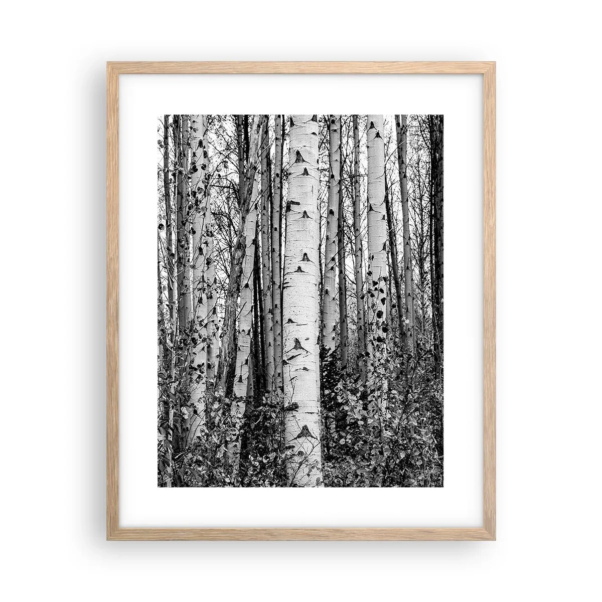 Pôster com moldura de carvalho claro - Colunata de bétula - 40x50 cm