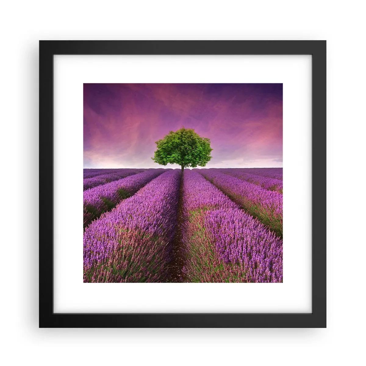 Pôster com moldura preta - Nos campos de lavanda - 30x30 cm