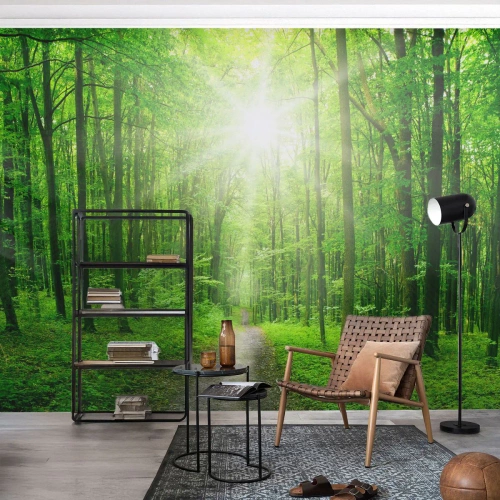 Papel de Parede Standard Eco - Catedral Verde - Paisagem, Floresta, Raios de sol - 350x256 cm