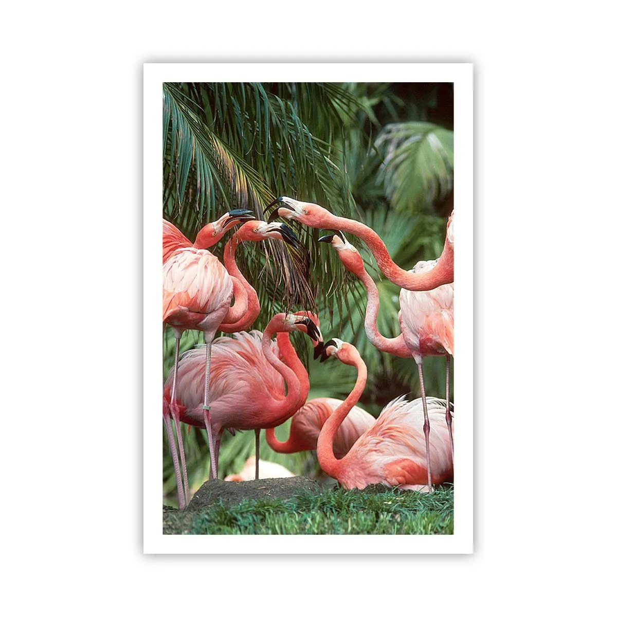 Pôster - Fofocas da tarde - 61x91 cm