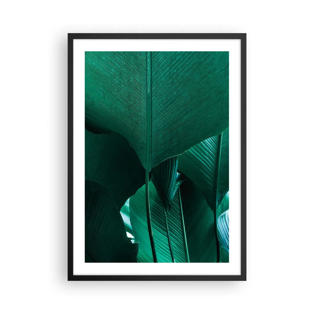Pôster com moldura preta - Close-up de grandes folhas verdes mostrando estrutura e textura. - 50x70cm - De frente para a luz - Decoração de parede moderna para a sala de estar e quarto ARTTOR