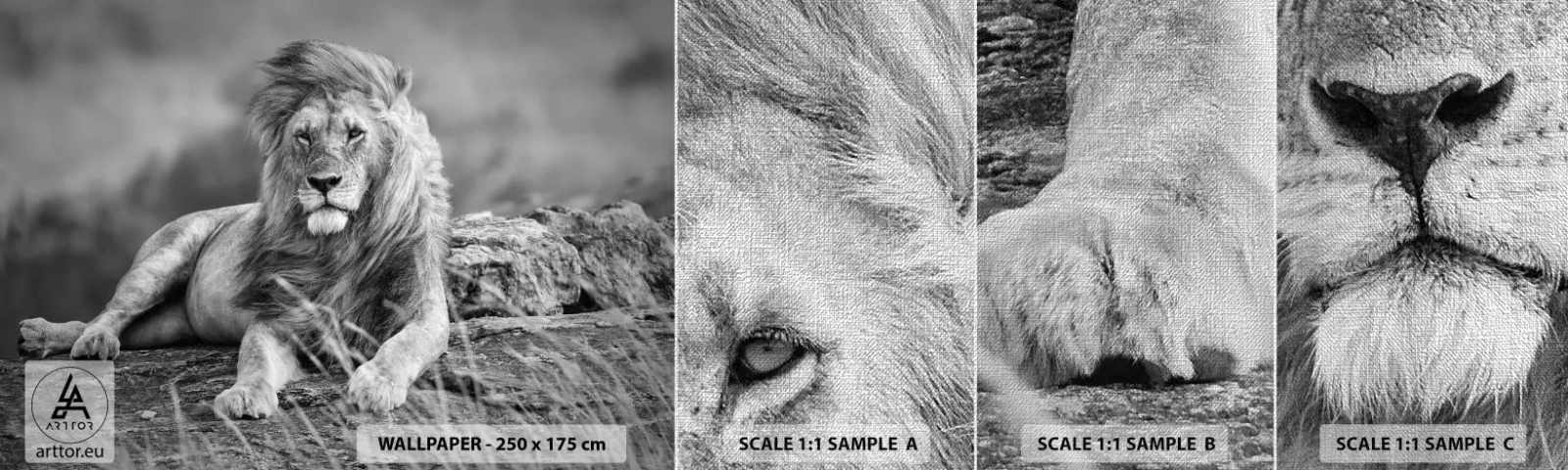 Amostra de papel de parede Premium Canvas - Sesta real - Leão, Animais, Natureza - 100x30 cm