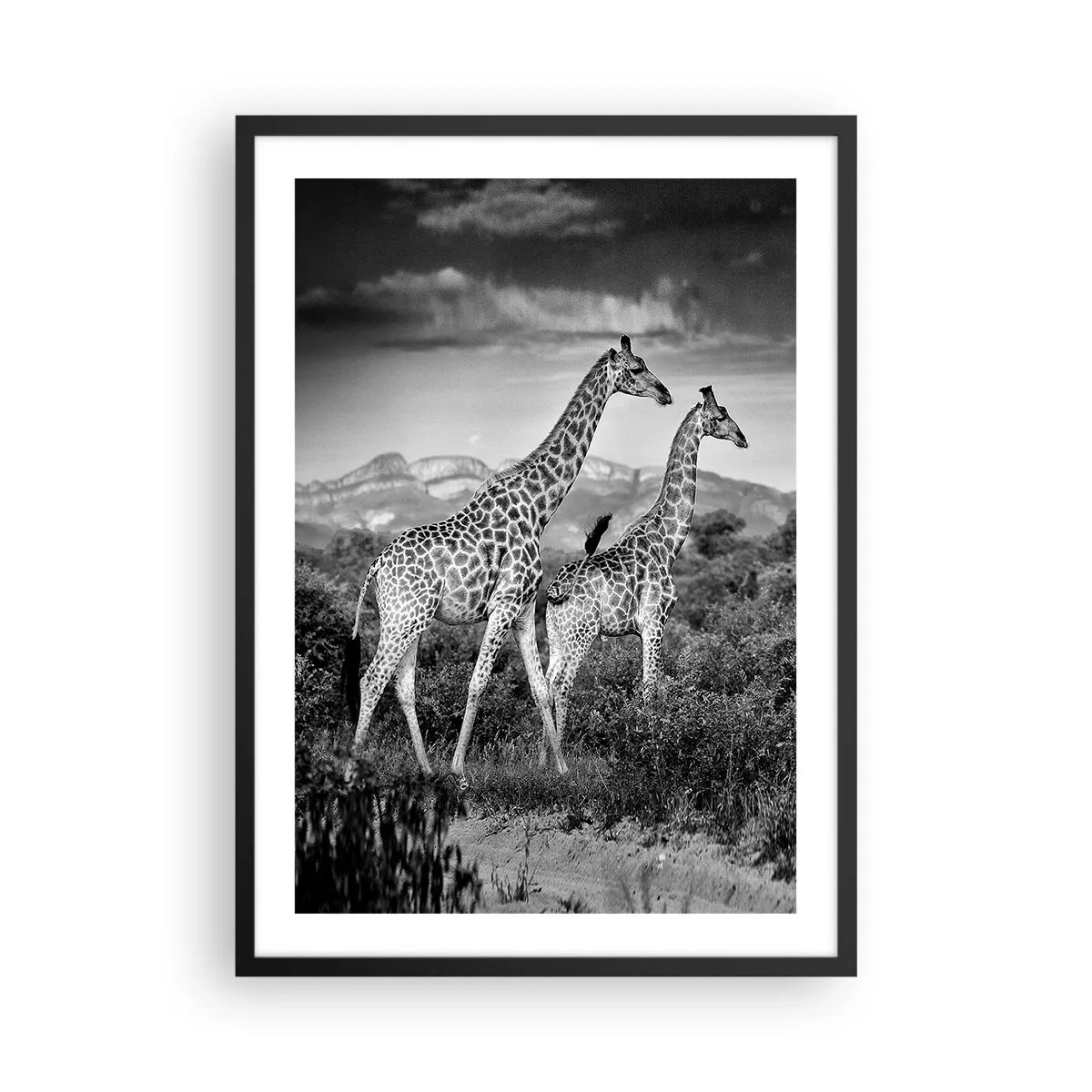 Pôster com moldura preta - Retrato em preto e branco de girafas contra um fundo de paisagem africana - 50x70cm - Alta Sociedade na África - Decoração de parede moderna para a sala de estar e quarto ARTTOR