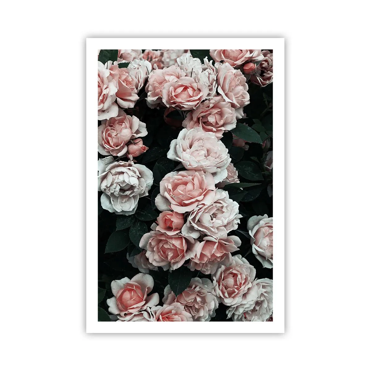 Pôster - Conjuntos de rosas - 61x91 cm