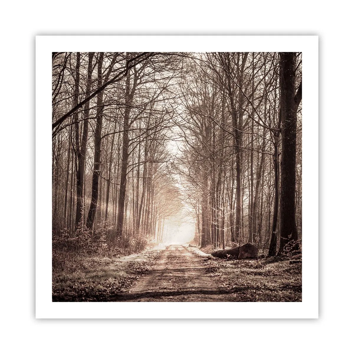 Pôster - Catedral na Floresta - 60x60 cm