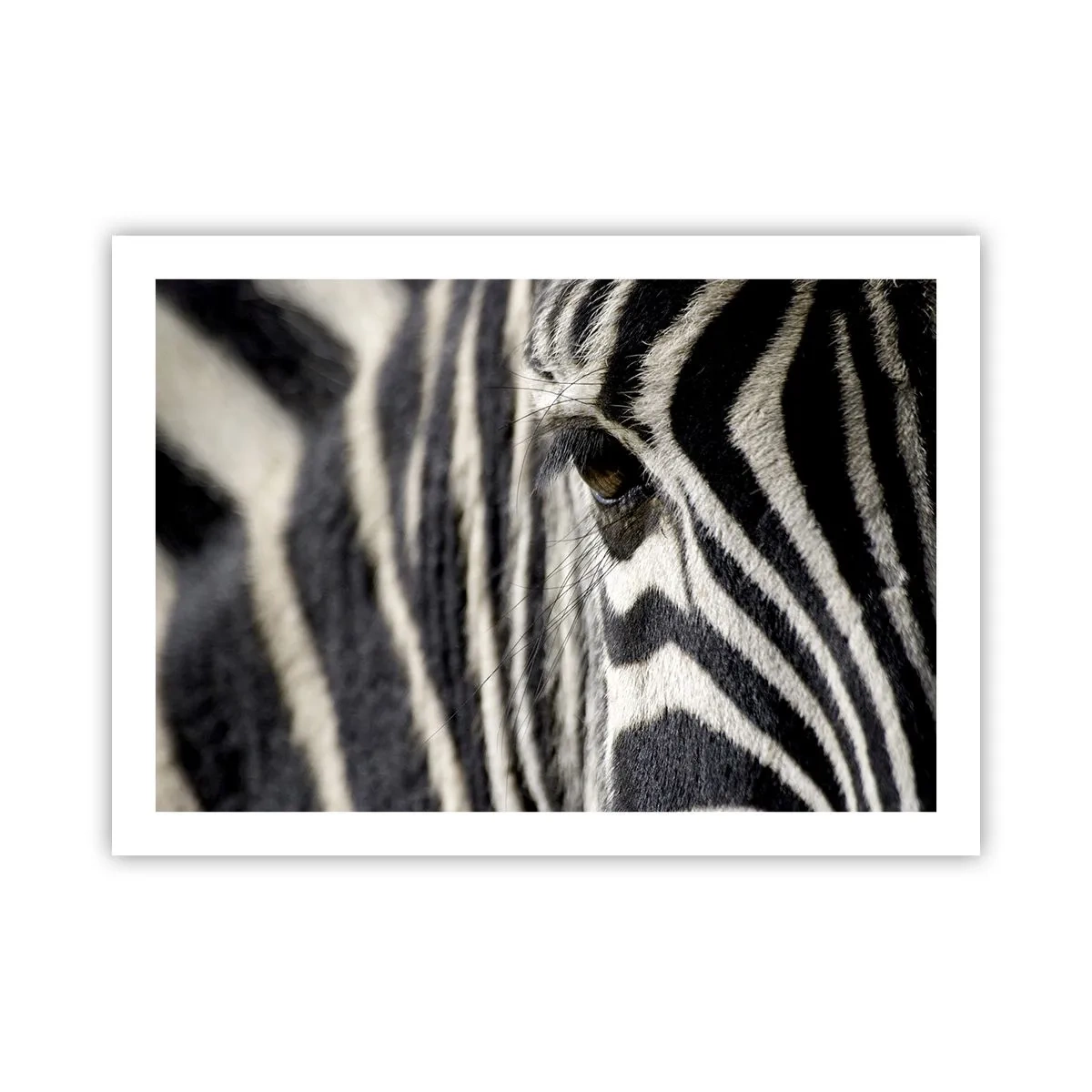 Pôster - Retrato em listras - 70x50 cm