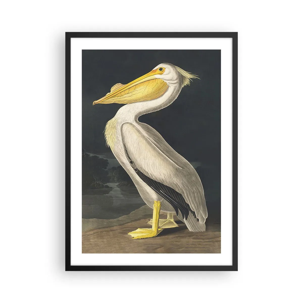 Pôster com moldura preta - Pelicano em uma ilustração clássica sobre fundo escuro - 50x70cm - Cheio de orgulho - Decoração de parede moderna para a sala de estar e quarto ARTTOR