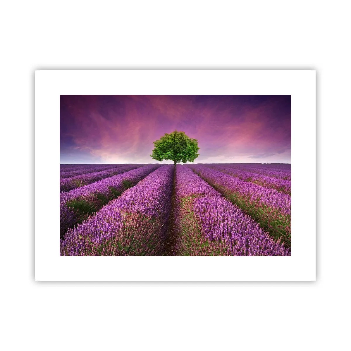 Pôster - Nos campos de lavanda - 40x30 cm
