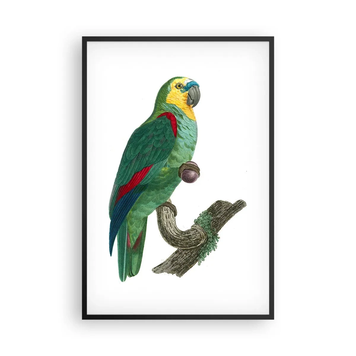 Pôster com moldura preta - Retrato de papagaio - 61x91 cm