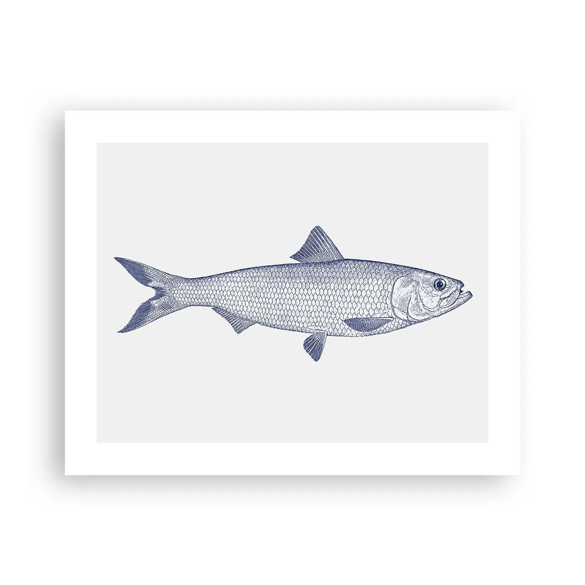 Pôster - Saudações dos mares do norte - 50x40 cm