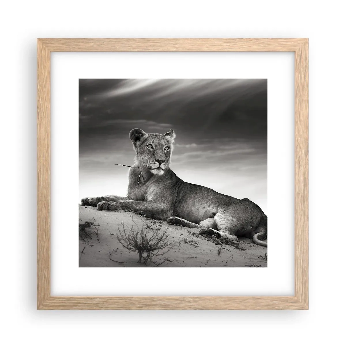 Pôster com moldura de carvalho claro - Descanso da Rainha do Deserto - 30x30 cm