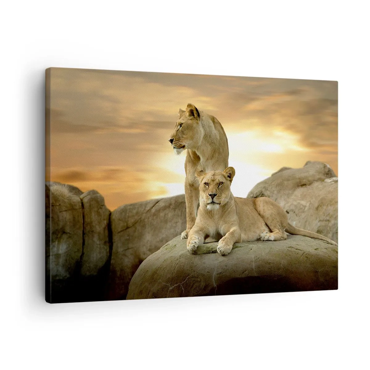 Quadro em tela - Duas leoas descansando em uma rocha durante o pôr do sol - 70x50cm - Majestade real - Decoração de parede moderna para a sala de estar e quarto ARTTOR