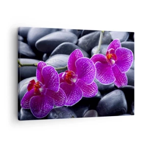 Quadro em tela - Orquídeas roxas contra um fundo de pedras pretas - 70x50cm - As pedras de iluminaram de deleite - Decoração de parede moderna para a sala de estar e quarto ARTTOR