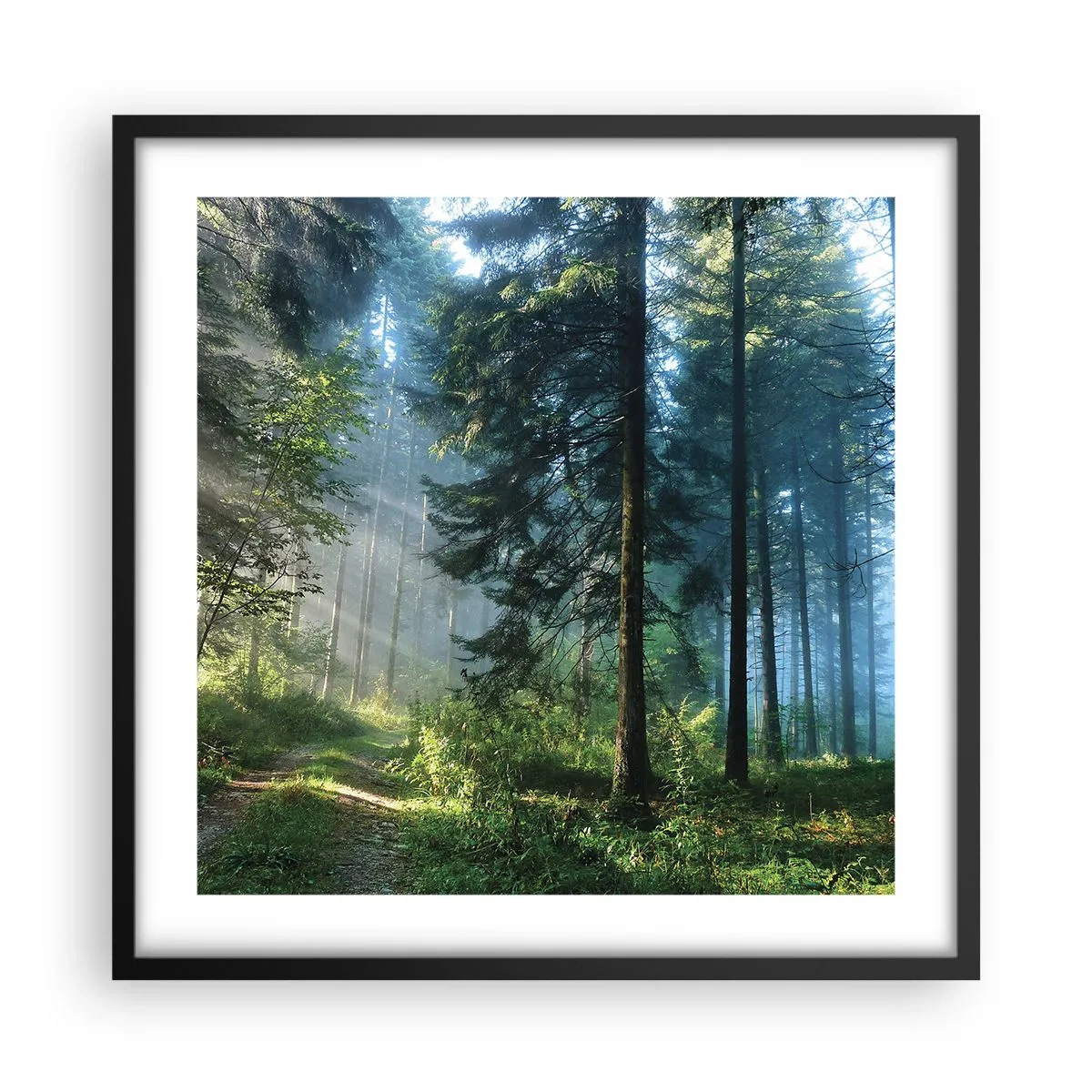 Pôster com moldura preta - Radiante de manhã - 50x50 cm