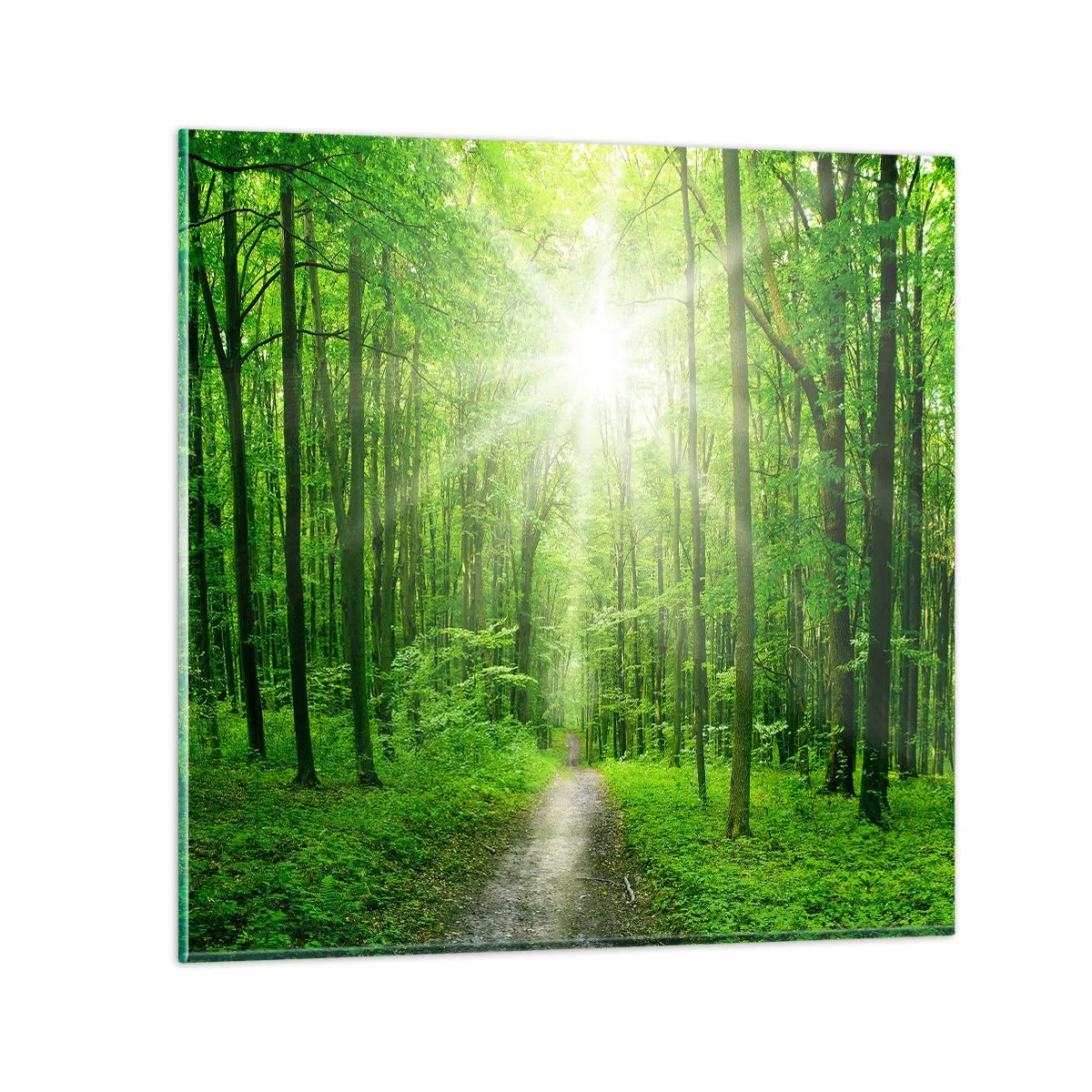 Quadro em vidro - Catedral Verde - 60x60 cm