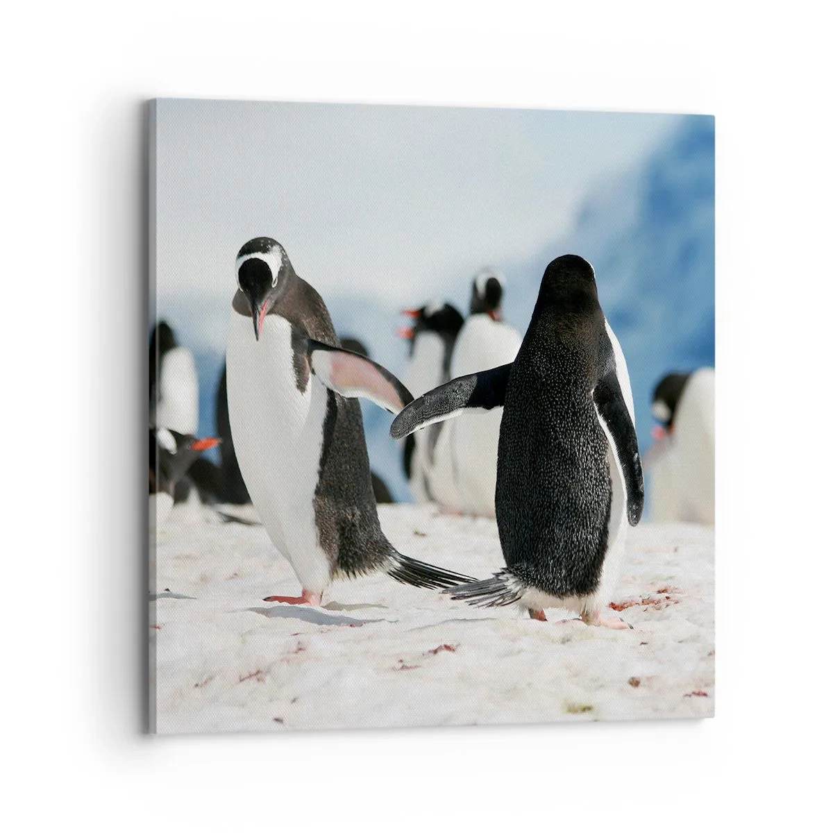 Quadro em tela - Dança na neve - 70x70 cm