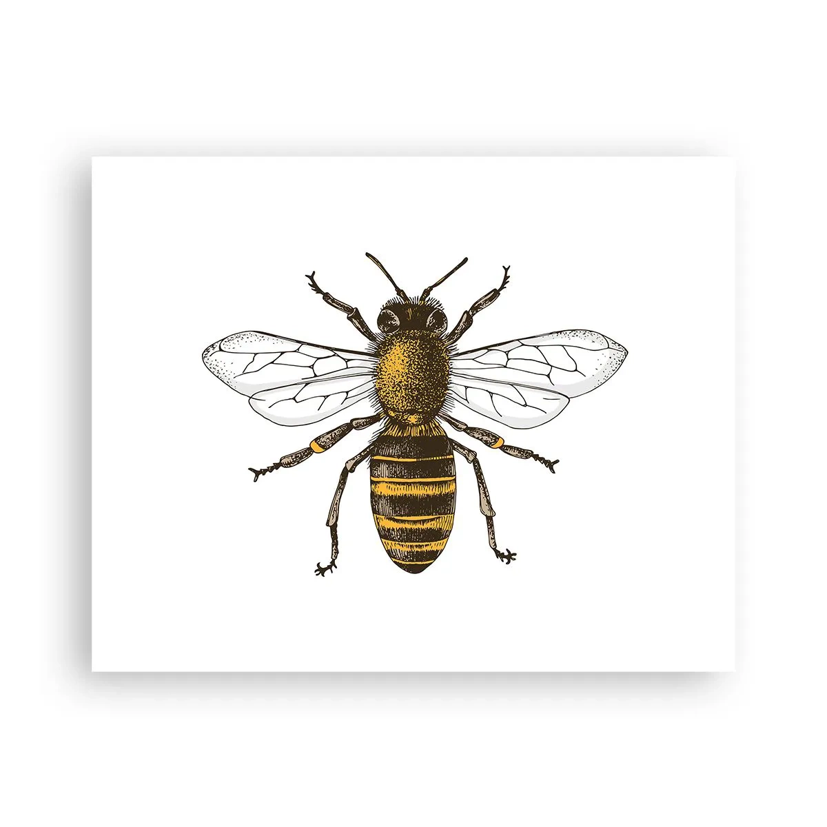 Pôster - Linda e boa - 50x40 cm