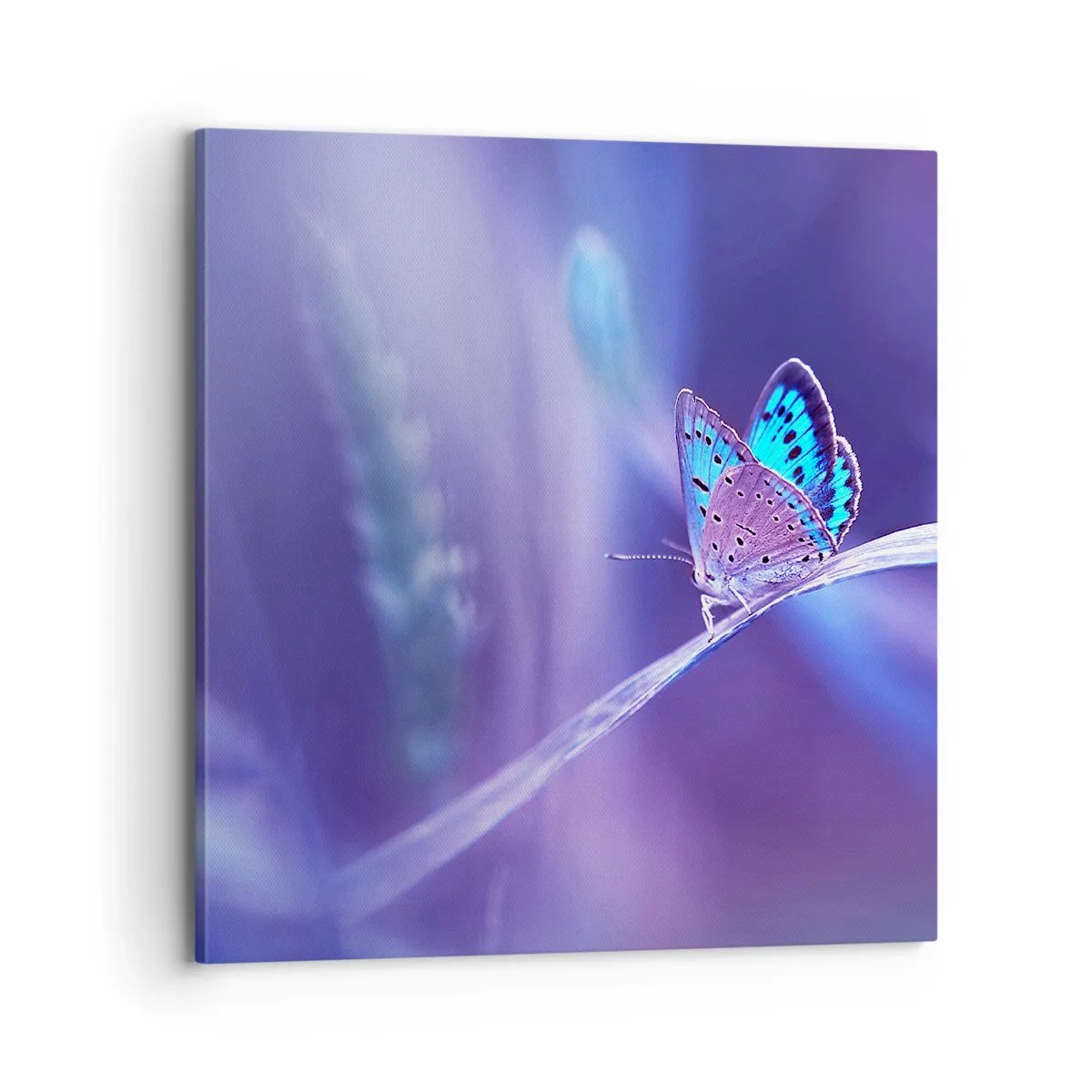 Quadro em tela - Uma joia da natureza - 70x70 cm