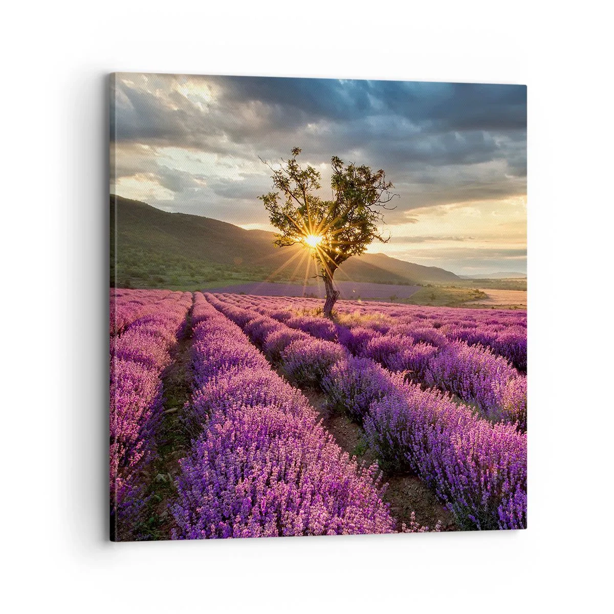Quadro em tela - Aroma lilás - 70x70 cm