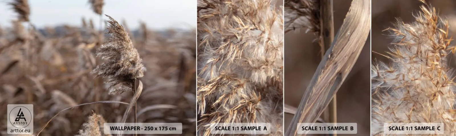 Amostra de Papel de Parede Standard Eco - É hora de voar com o vento - Prado, Grama dos Pampas, Natureza - 100x30 cm