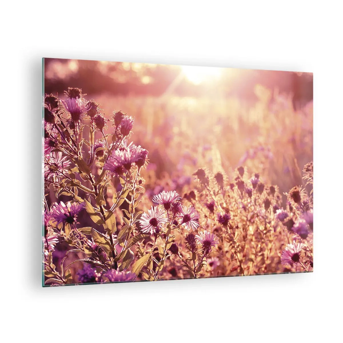 Quadro em vidro - Flores roxas no prado à luz do pôr do sol - 70x50cm - Antes do verão acabar - Decoração de parede moderna para a sala de estar e quarto ARTTOR
