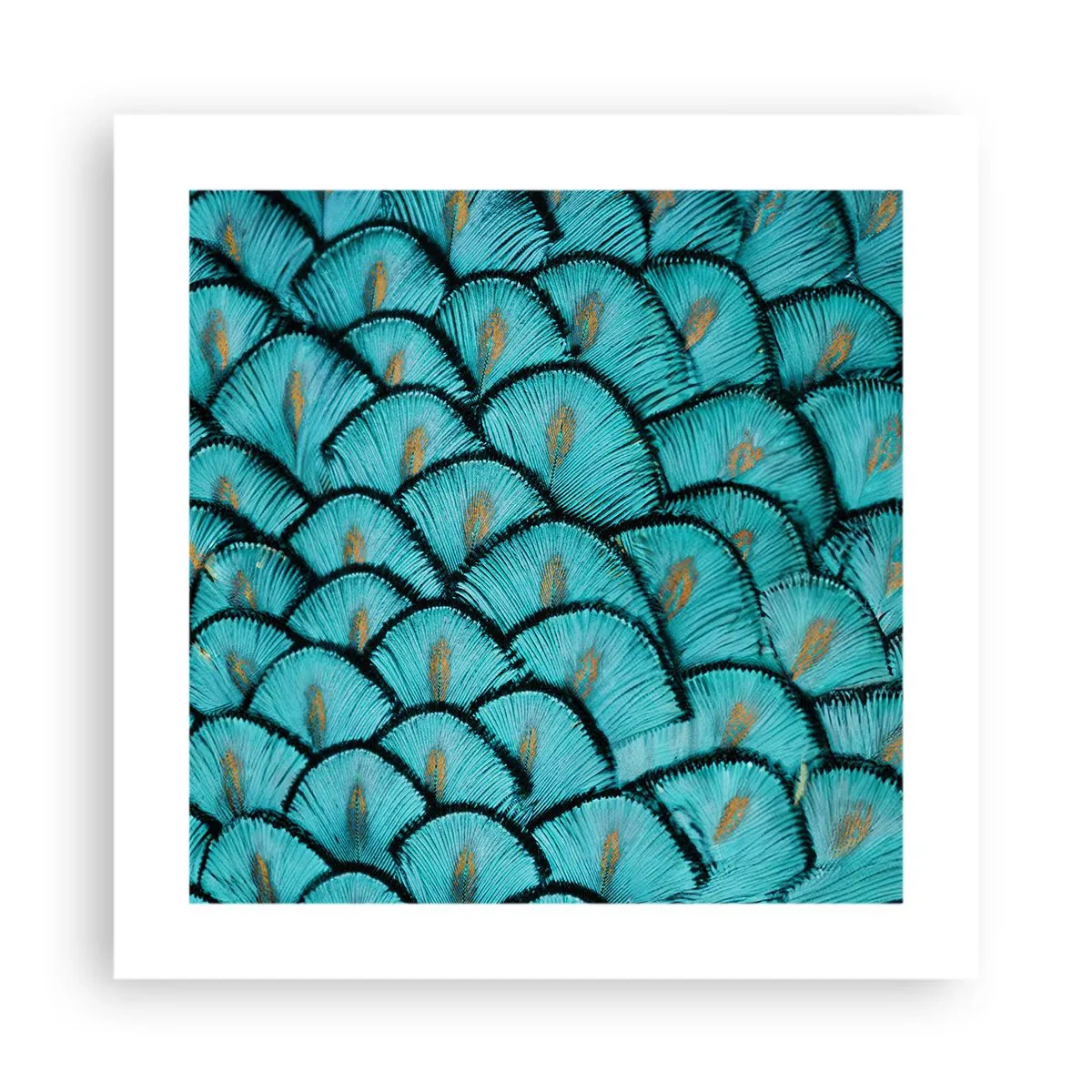Pôster - A grande gala de penas - 40x40 cm