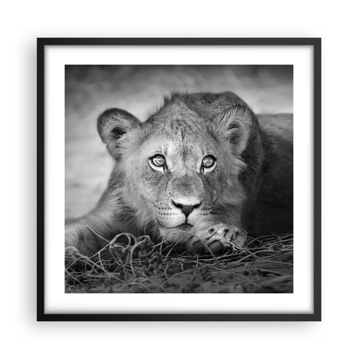 Pôster com moldura preta - Cachorro real - 50x50 cm