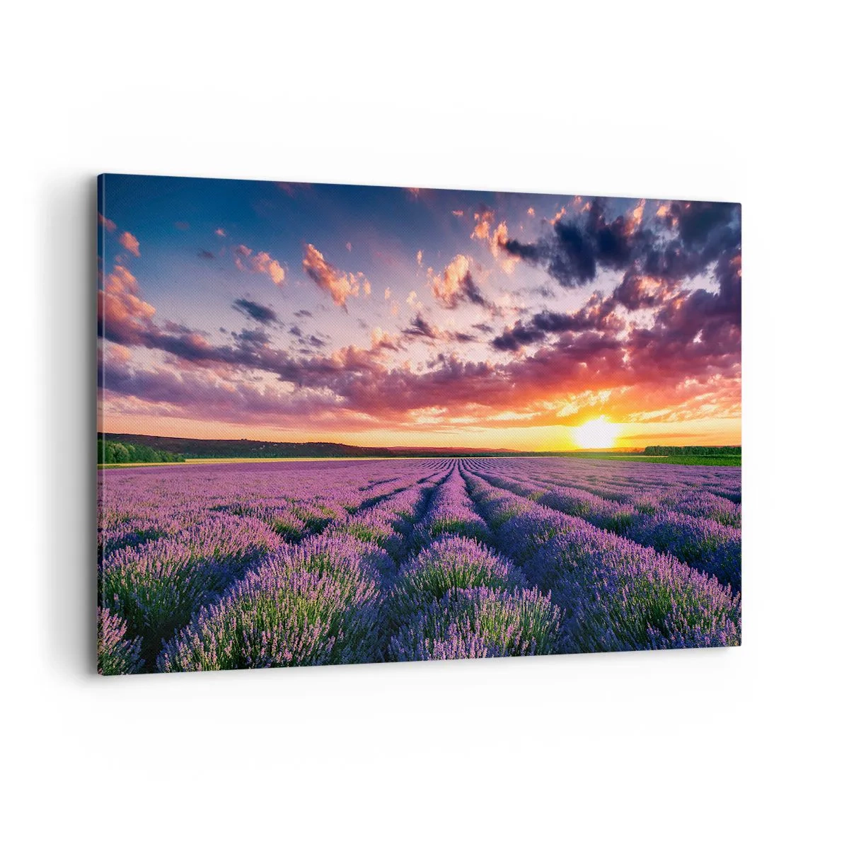 Quadro em tela - O mundo da lavanda - 120x80 cm