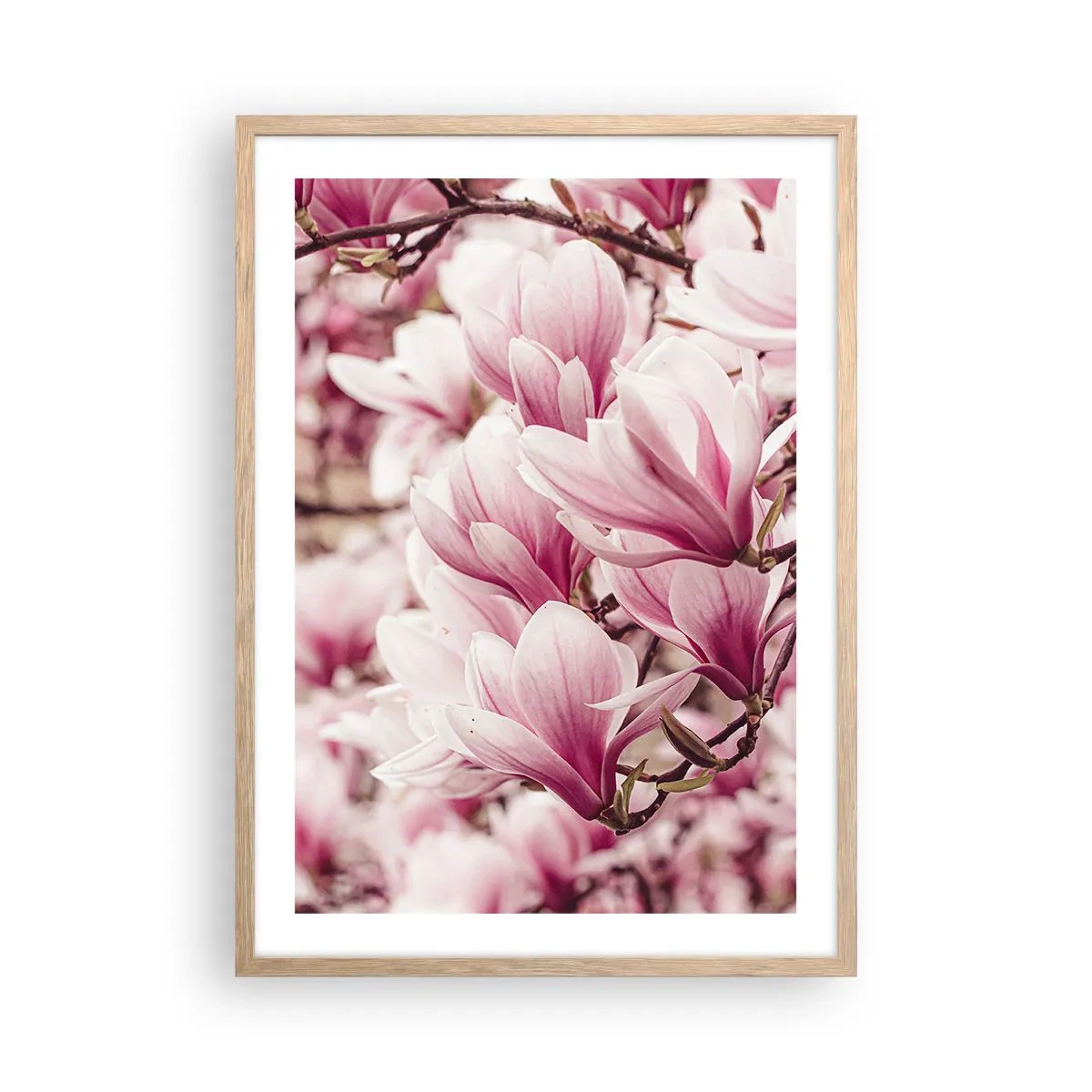 Pôster com moldura de carvalho claro - A primavera é rosa - 50x70 cm