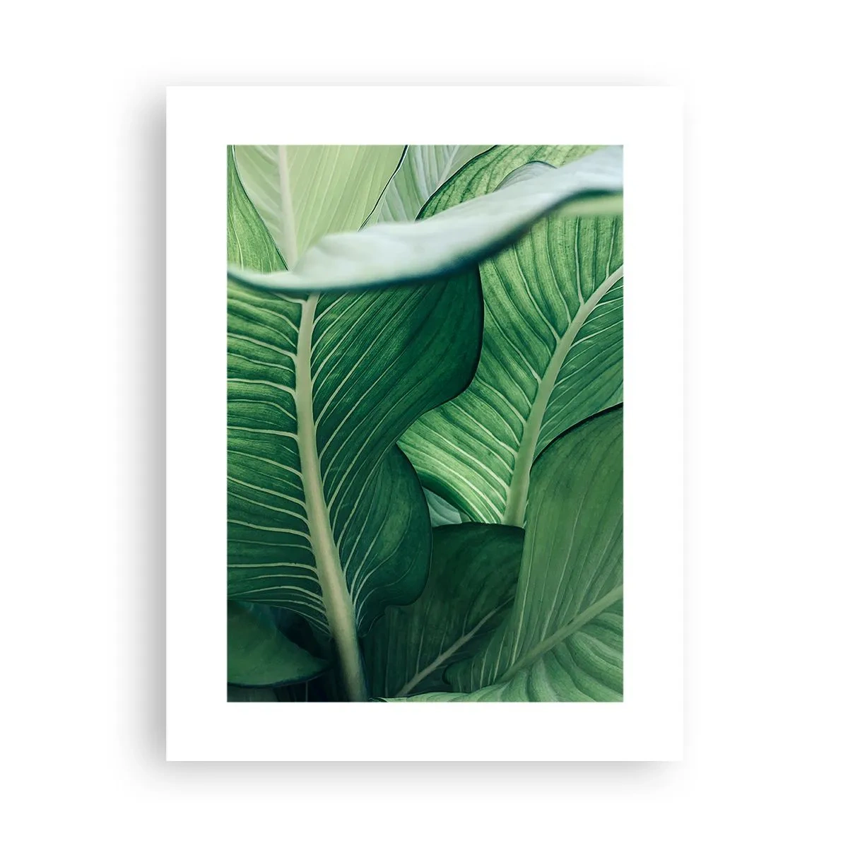 Pôster - Vida intensamente verde - 30x40 cm